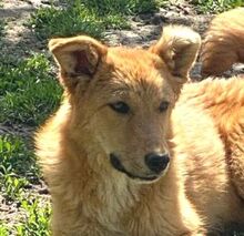 KARAMELL, Hund, Mischlingshund in Nordmazedonien - Bild 1