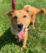 KARAMELL, Hund, Mischlingshund in Nordmazedonien - Bild 10