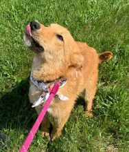 KARAMELL, Hund, Mischlingshund in Nordmazedonien - Bild 11