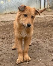 KARAMELL, Hund, Mischlingshund in Nordmazedonien - Bild 13