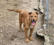 KARAMELL, Hund, Mischlingshund in Nordmazedonien - Bild 14