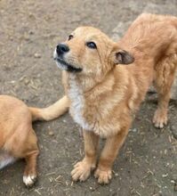 KARAMELL, Hund, Mischlingshund in Nordmazedonien - Bild 15