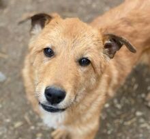KARAMELL, Hund, Mischlingshund in Nordmazedonien - Bild 16