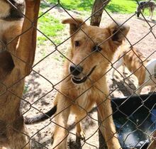 KARAMELL, Hund, Mischlingshund in Nordmazedonien - Bild 2