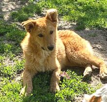 KARAMELL, Hund, Mischlingshund in Nordmazedonien - Bild 3