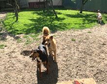 KARAMELL, Hund, Mischlingshund in Nordmazedonien - Bild 4