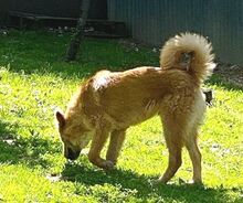 KARAMELL, Hund, Mischlingshund in Nordmazedonien - Bild 5