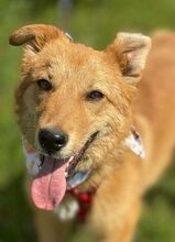 KARAMELL, Hund, Mischlingshund in Nordmazedonien - Bild 6
