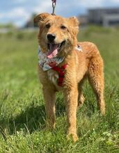 KARAMELL, Hund, Mischlingshund in Nordmazedonien - Bild 7