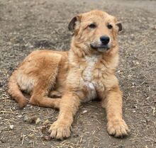 KARAMELL, Hund, Mischlingshund in Nordmazedonien - Bild 8