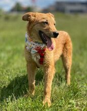 KARAMELL, Hund, Mischlingshund in Nordmazedonien - Bild 9