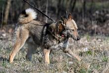 OLAF, Hund, Mischlingshund in Polen