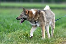 OLAF, Hund, Mischlingshund in Polen - Bild 10