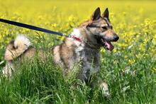 OLAF, Hund, Mischlingshund in Polen - Bild 11