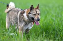 OLAF, Hund, Mischlingshund in Polen - Bild 12