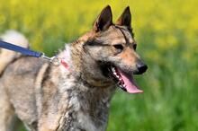 OLAF, Hund, Mischlingshund in Polen - Bild 13