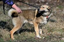 OLAF, Hund, Mischlingshund in Polen - Bild 3