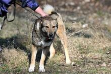 OLAF, Hund, Mischlingshund in Polen - Bild 4