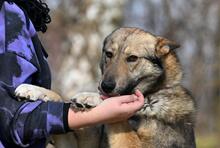 OLAF, Hund, Mischlingshund in Polen - Bild 5