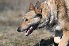 OLAF, Hund, Mischlingshund in Polen - Bild 6