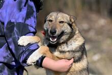 OLAF, Hund, Mischlingshund in Polen - Bild 7