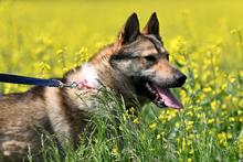 OLAF, Hund, Mischlingshund in Polen - Bild 8