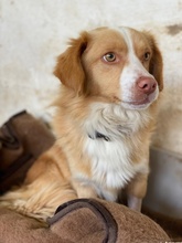 JAKOBUS, Hund, Mischlingshund in Griechenland - Bild 3