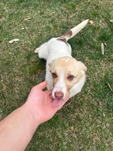 LIV, Hund, Corgi-Mix in Rumänien - Bild 1