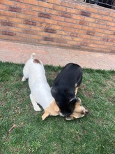 LIV, Hund, Corgi-Mix in Rumänien - Bild 3