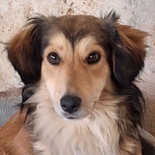 JANNES, Hund, Mischlingshund in Griechenland - Bild 1