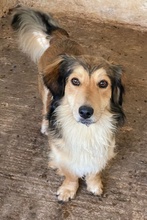 JANNES, Hund, Mischlingshund in Griechenland - Bild 2