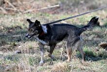 AMOR, Hund, Mischlingshund in Bad Wünnenberg - Bild 1