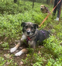 AMOR, Hund, Mischlingshund in Bad Wünnenberg - Bild 10