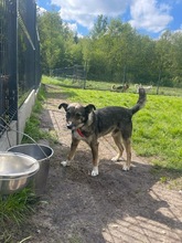 AMOR, Hund, Mischlingshund in Bad Wünnenberg - Bild 11