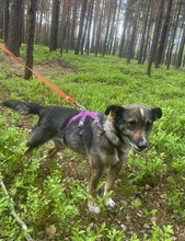 AMOR, Hund, Mischlingshund in Bad Wünnenberg - Bild 12
