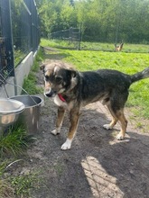 AMOR, Hund, Mischlingshund in Bad Wünnenberg - Bild 13