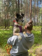 AMOR, Hund, Mischlingshund in Bad Wünnenberg - Bild 16