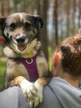 AMOR, Hund, Mischlingshund in Bad Wünnenberg - Bild 17