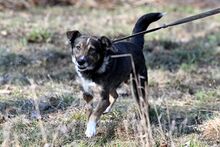 AMOR, Hund, Mischlingshund in Bad Wünnenberg - Bild 2