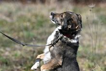 AMOR, Hund, Mischlingshund in Bad Wünnenberg - Bild 3