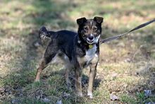 AMOR, Hund, Mischlingshund in Bad Wünnenberg - Bild 5