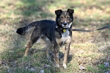 AMOR, Hund, Mischlingshund in Bad Wünnenberg - Bild 6