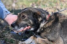 AMOR, Hund, Mischlingshund in Bad Wünnenberg - Bild 7