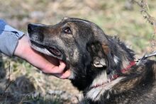 AMOR, Hund, Mischlingshund in Bad Wünnenberg - Bild 8