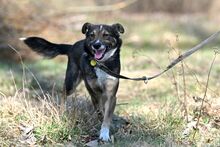 AMOR, Hund, Mischlingshund in Bad Wünnenberg - Bild 9