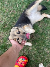 INGA, Hund, Corgi-Mix in Rumänien - Bild 1