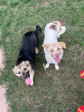 INGA, Hund, Corgi-Mix in Rumänien - Bild 2