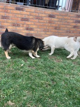 INGA, Hund, Corgi-Mix in Rumänien - Bild 4