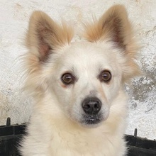 PHILLIPPUS, Hund, Mischlingshund in Griechenland - Bild 1