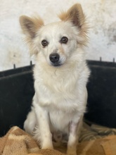PHILLIPPUS, Hund, Mischlingshund in Griechenland - Bild 2